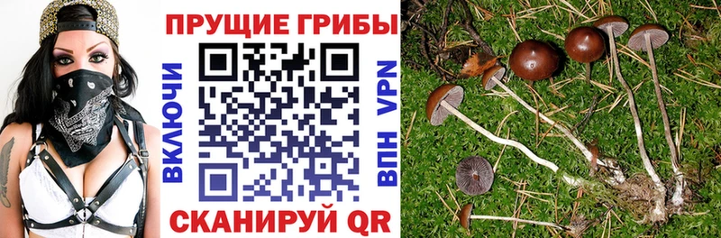 Псилоцибиновые грибы GOLDEN TEACHER  Пошехонье 